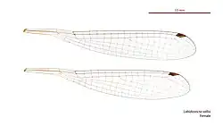 Female Labidiosticta vallisi wings