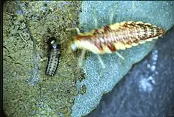 Lacewing larva eating phratora vitellinae larva