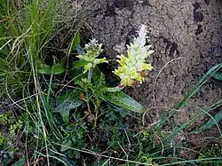 Lachenalia orchioides
