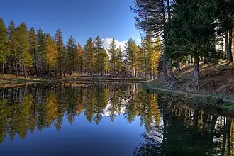 A body of water surrounded by pine trees.