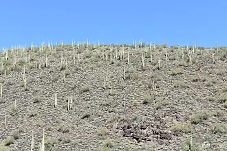 Cacti "forests" leading in to Lake Pleasant Regional Park