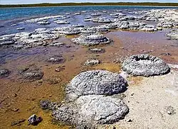 Image 83Lithified stromatolites on the shores of Lake Thetis, Western Australia. Archean stromatolites are the first direct fossil traces of life on Earth. (from History of Earth)