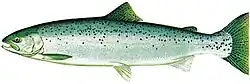 Drawing of ocean phase of male steelhead