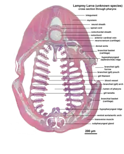 Microscopic cross section through the pharynx of a larva from an unknown lamprey species.