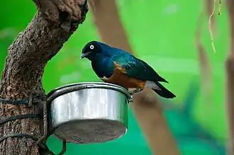 Superb starling (Lamprotornis superbus).