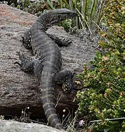Western Australia, Cape Leeuwin