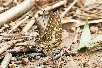 Mature, underside Bobiri Forest