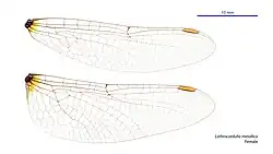 Female wings