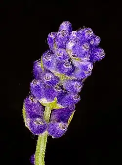 Flower spike before the petals emerge