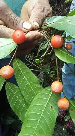 A photo of the plant Pseudolmedia glabrata