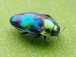 Photo of an iridescent green, blue and black beetle