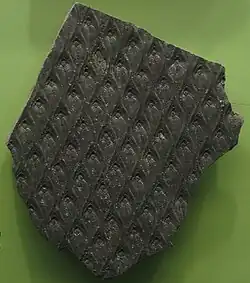 Trunk fragment, showing leaf base scars