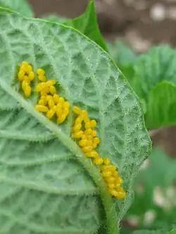Eggs laid on the underside of a leaf