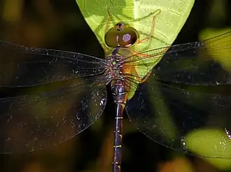 Detail of female showing T-mark on frons