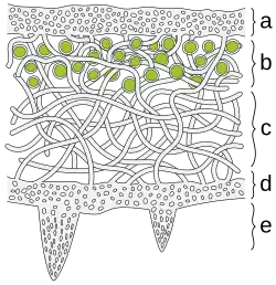 Section labeled "a" is grey, dotted with hundreds of small white circles. Section labeled "b" has grey strands surrounding numerous green circles. Section labeled "c" has loosely tangled grey strands with much open space between them. Section labeled "d" mirrors section labeled "a". In the section labeled "e", the structure in section "d" descends to two points - again grey with many white circles