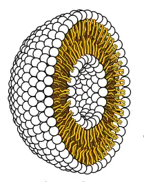 Image 64Cross-section through a liposome (from History of Earth)
