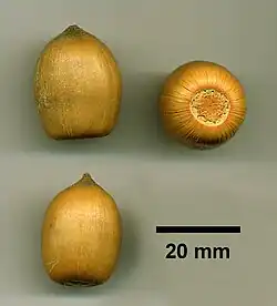 Acorn