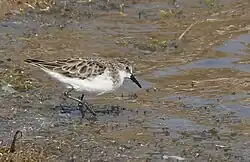 Little Stint at Khijadiya Bird Sanctuary, Gujarat, India
