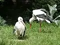 White storks in Loburg