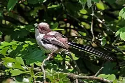 Red eye-ring of juvenile, Oxfordshire