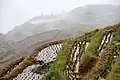 Rice terraces Ping-an