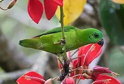A green parrot with a short tail and black bill