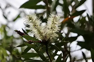 Melaleuca leucadendra
