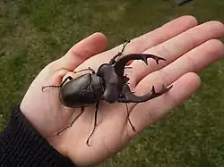 Lucanus cervus judaicus