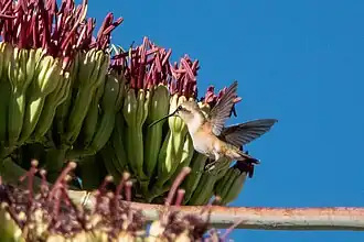Female feeding