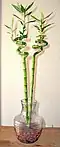Lucky bamboo spiral houseplant