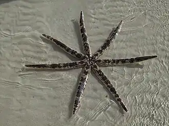 Luidia maculata, a seven armed starfish