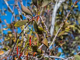 Red corolla on Lysiphyllum gilvum,Burke River floodplain, QLD