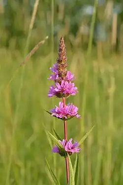 A single stemmed inflorescen grows straight upwards on a sunny day with blurry grasses in the background. The stem is purple red, though not very brightly coloured, and has sharply pointed green leaves or bracts lower down. There are groups of flowers on the stem, widely spaced lower down and more tightly packed towards the top where they are just starting to bloom or just budding. The groups of flowers point in every direction around the stem and are vividly pink-purple with uneven petals.