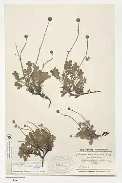 Herbarium sheet of Acaena caesiiglauca specimen.