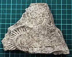 Ammonite