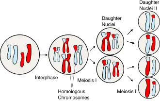 Sorting of homologous chromosomes during meiosis