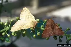 Phenological variation in western tent caterpillar moths