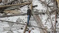 Male view from behind