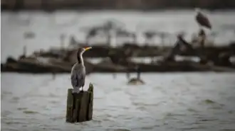 Double-crested cormorant on a piling in Mallows Bay