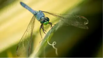 Eastern pondhawk (Erythemis simplicicollis)