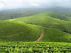 Mambilla Plateau of Taraba State