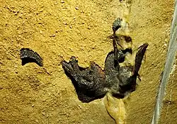 Fossilized braincase of a cartilaginous fish found in Mammoth Cave