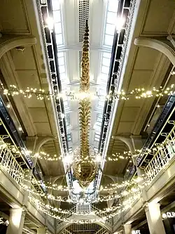 Manchester Sperm Whale, in 2023 (Manchester Museum)