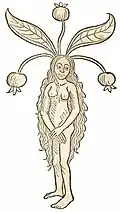 Book I, chapter 277. Mandragora femine