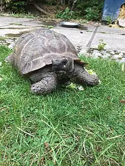 Emmanuelle, a tortoise, sitting in the Regent's Park College quadrangle and facing the camera.