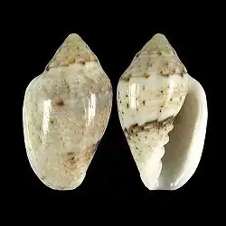 Marginella eucosmia NE Port Elizabeth South Africa