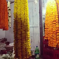 Varieties of Marigold for offering to Lingaraja during Shivaratri at Bhubaneswar.