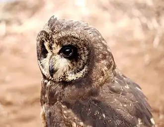 Close-up of the head