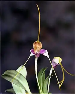 Masdevallia caudata