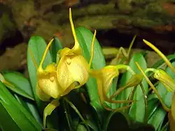 Masdevallia floribunda